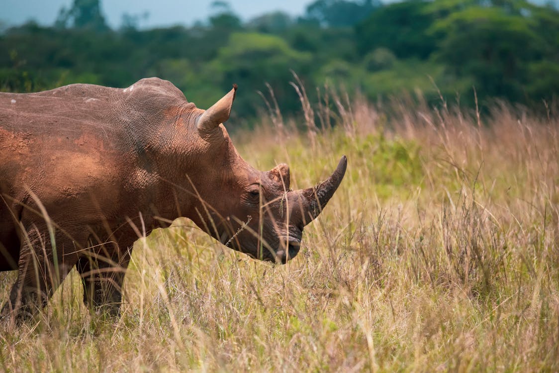 Safari in Afrika